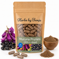 Mucuna Pruriens – Herbs by Sonja